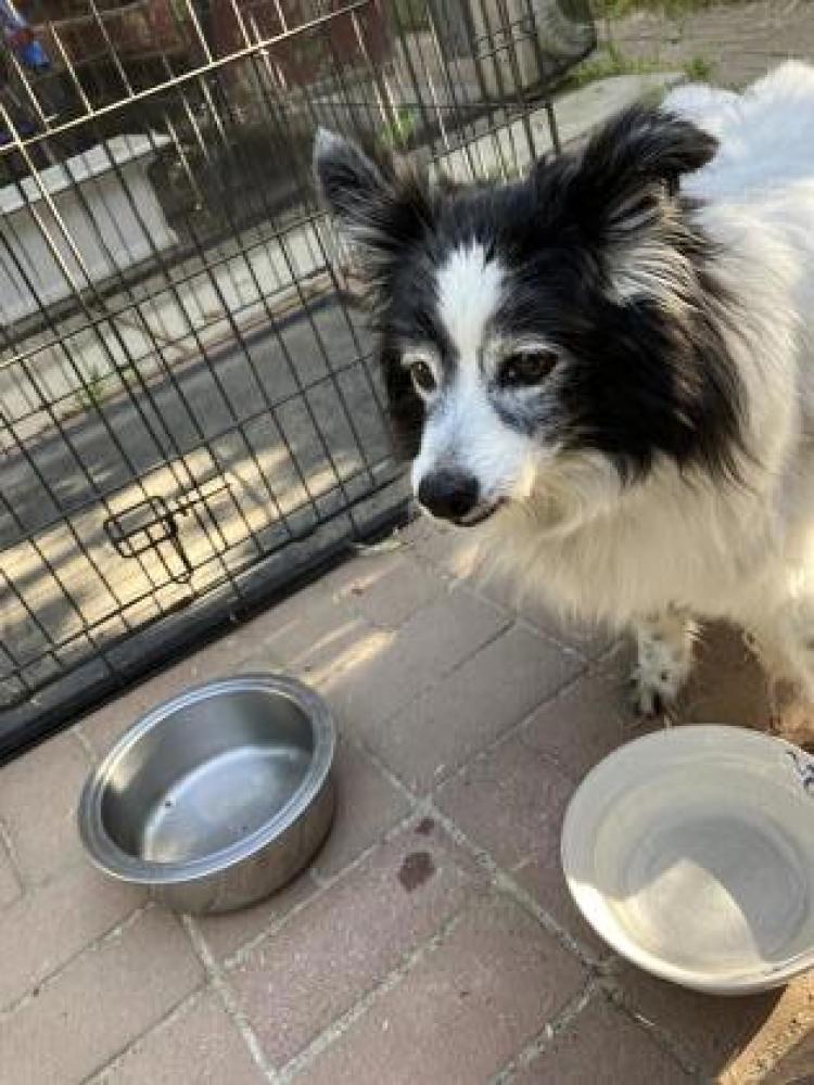 Shelter Stray Female Dog last seen Willow & Nees, Clovis Zone Clovis City 4 93611, CA, Fresno, CA 93706