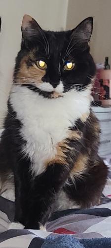 Lost Female Cat last seen Valley view / Lyons way / whittle springs golf course, Knoxville, TN 37917