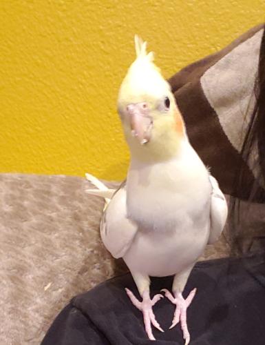 Lost Male Bird last seen Buffalo/Warmsprings , Las Vegas, NV 89101