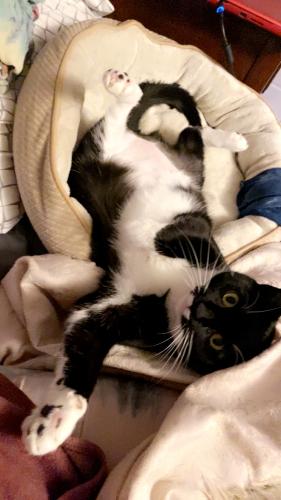 Lost Female Cat last seen North Magee Street, Southampton, NY 11968