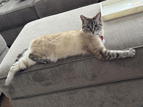 Lost Female Cat last seen NW 119th Street and NW 9th Ave, Vancouver, WA 98685