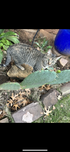Lost Female Cat last seen Meadow dale 75060, Irving, TX 75060