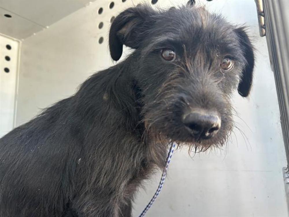 Shelter Stray Female Dog last seen Near BLK BERNARD ST, BAKERSFIELD, CA, Bakersfield, CA 93307
