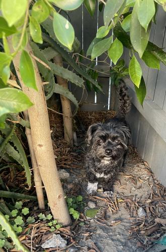 Lost Female Dog last seen Near s Wilton Pl Los Angeles ca 90062, Los Angeles, CA 90062