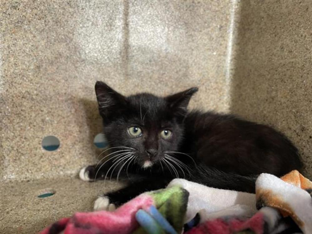 Shelter Stray Male Cat last seen Near BLOCK S 6TH AVE, Pasadena, CA 91105