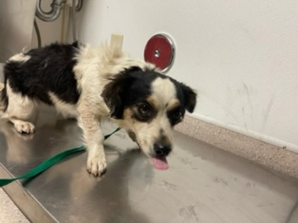 Shelter Stray Female Dog last seen Near BLOCK CAMPUS DR, ARVIN CA 93203, Bakersfield, CA 93308