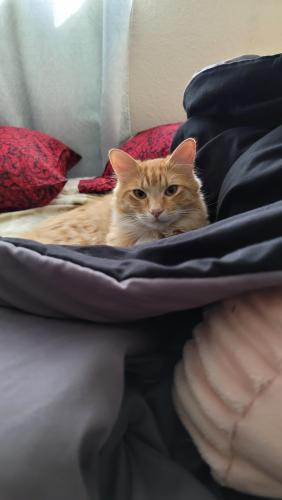Lost Male Cat last seen Netherlands view loop and Mount Royal Ct, Rancho Cucamonga, CA 91737