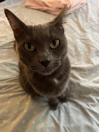 Lost Female Cat last seen Candelaria Rd NW & Glenwood Dr NW, Albuquerque, NM 87107