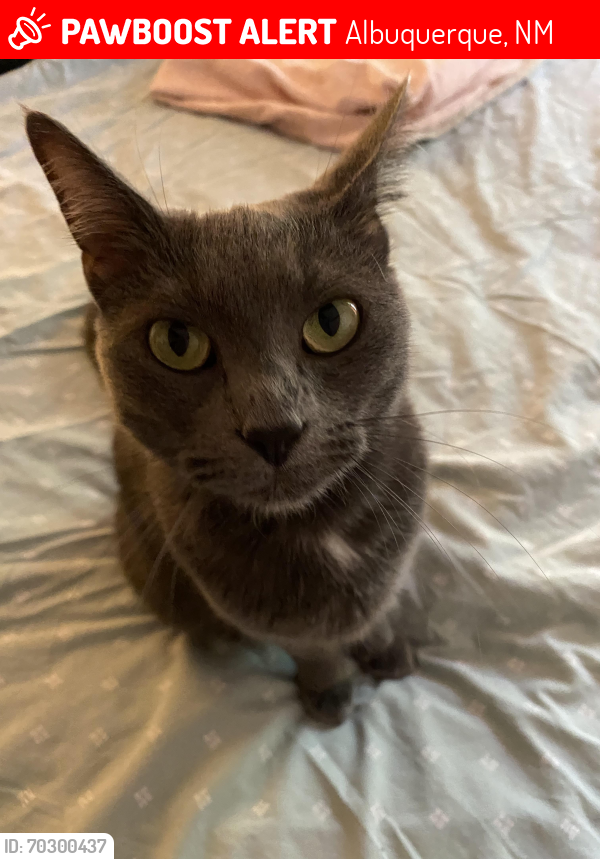 Lost Female Cat last seen Candelaria Rd NW & Glenwood Dr NW, Albuquerque, NM 87107