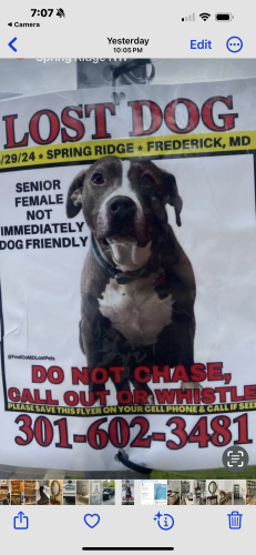 Lost Female Dog last seen Kingston Pl , Spring Ridge, MD 21701