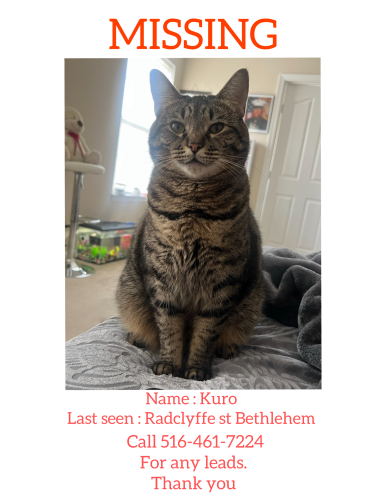 Lost Female Cat last seen Radclyffe St Bethlehem , Bethlehem, PA 18017