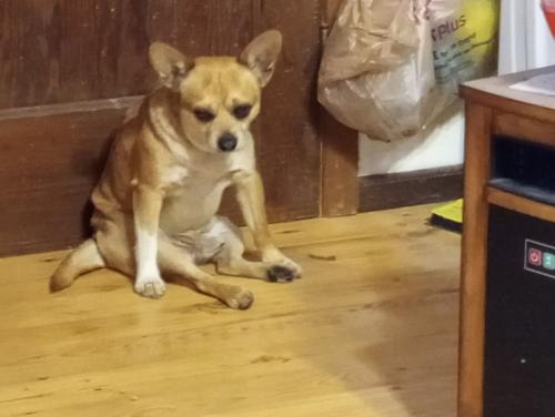 Lost Male Dog last seen Highway 66 311 area hornytown, Forsyth County, NC 27284