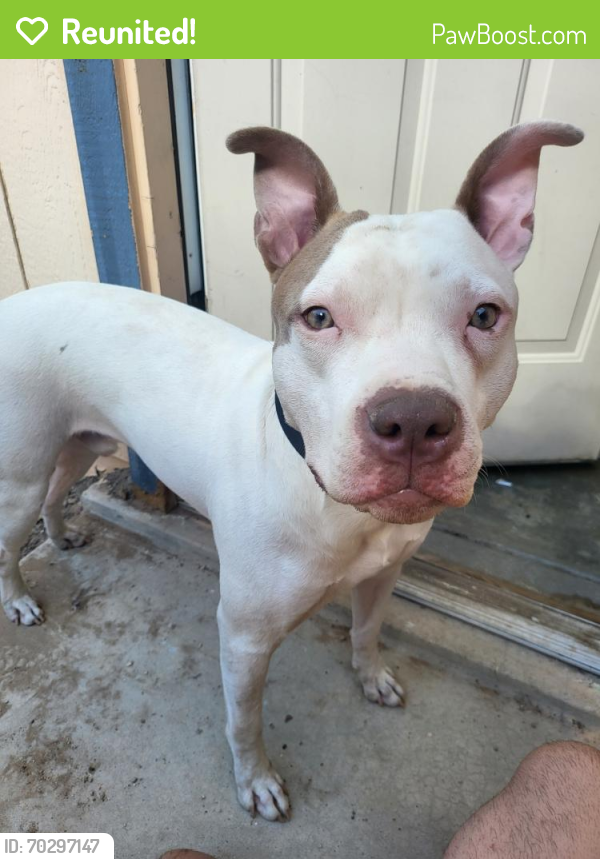 Reunited Male Dog in Las Vegas, NV 89108 (ID: 70297147) | PawBoost