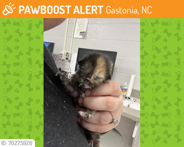 Shelter Stray Female Cat last seen , NC , Gastonia, NC 28052