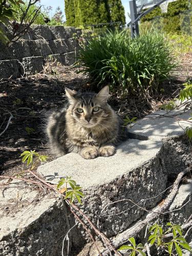Lost Male Cat last seen Braemere , Boise, ID 83702