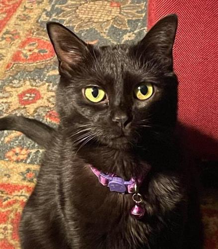 Lost Female Cat last seen E. 56th St. between N.College & Broadway, Indianapolis, IN 46220