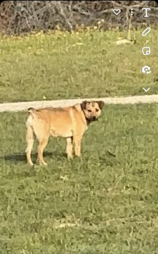Lost Female Dog last seen W Cheryl st , Longview, TX 75604