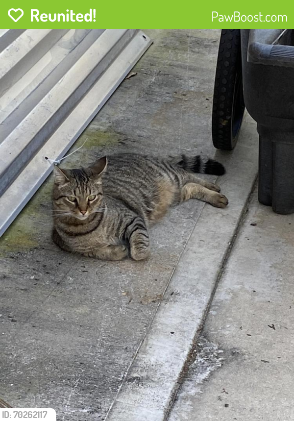 Reunited Male Cat last seen Sarasota and Terkelson Ave, Palm Bay, FL 32909