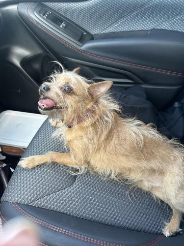 Lost Male Dog last seen Spokanimal, Spokane, WA 99218