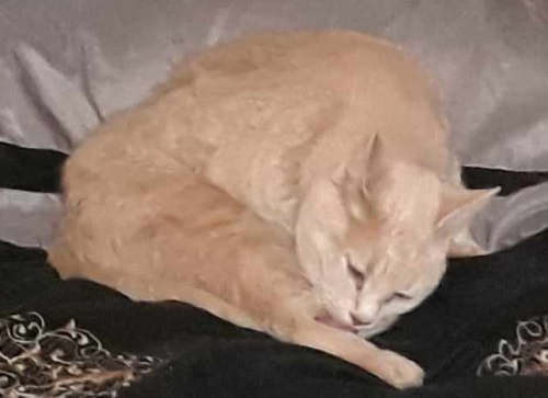 Lost Female Cat last seen Old Brooklyn, east of State Avenue, Cleveland, OH 44109