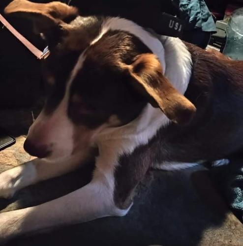 Lost Male Dog last seen Meadowbrook and craig, Fort Worth, TX 76112