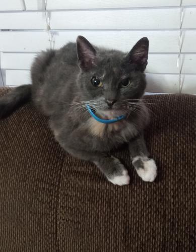 Lost Female Cat last seen Myrtle Grove, near Fairfield Drive and Mobile Hwy, neighborhood by the Osceola Golf Course, Pensacola, FL 32506