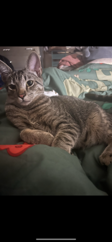 Lost Male Cat last seen Crazy horse at lakeside ca , Lakeside, CA 92040