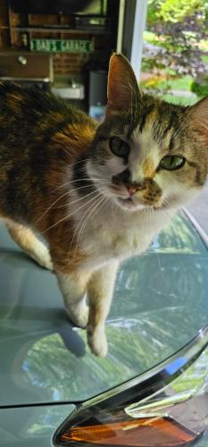 Lost Female Cat last seen Scalesville Rd/Cross Creek Neighborhood, Summerfield, NC 27358
