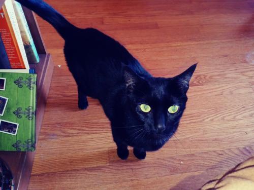 Lost Male Cat last seen Marquette Ave and Tedmar, St. Louis, MO 63139