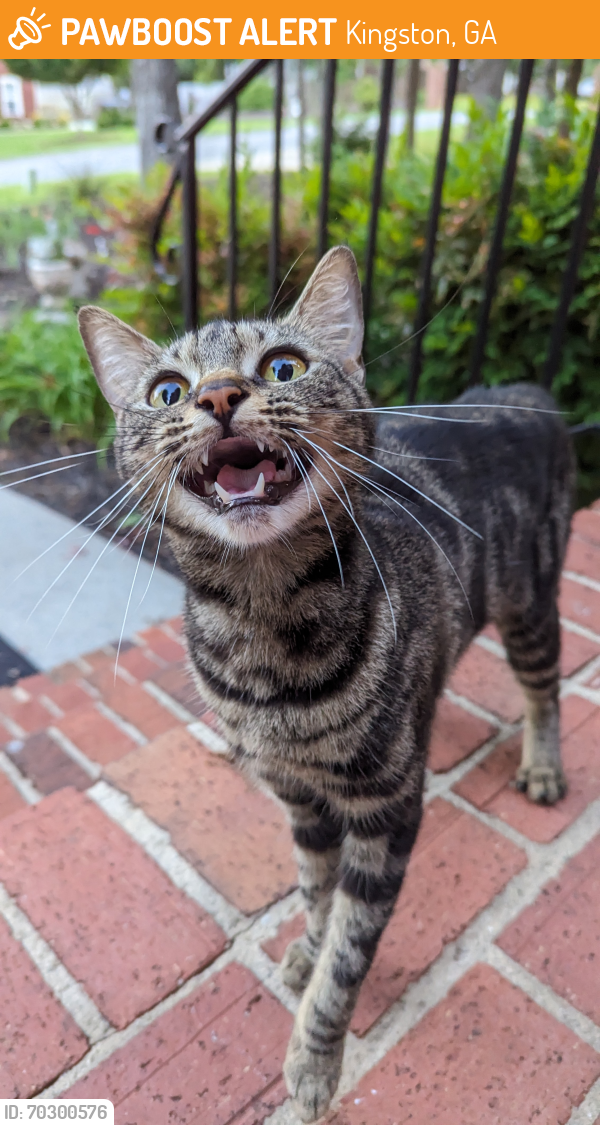 Rehomed Female Cat in Kingston, GA 30145 (ID 70300576) PawBoost