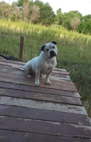 Lost Female Dog last seen Carlie & Gibson Area Easter Ave SE/ Vail Ave SE, Albuquerque, NM 87106