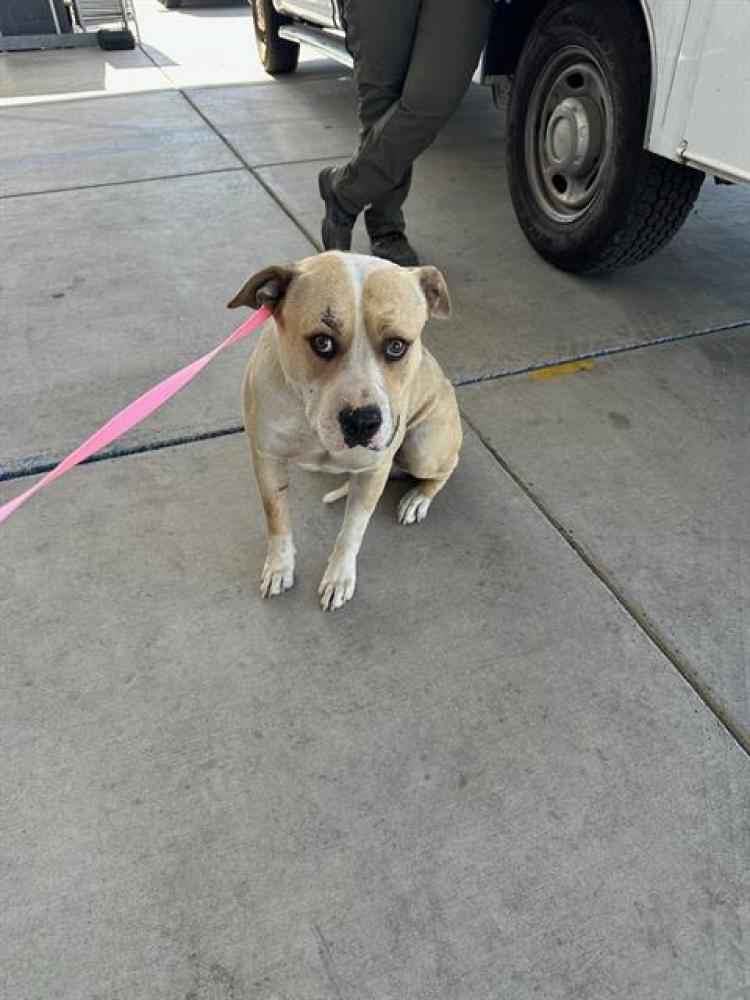 Shelter Stray Male Dog last seen BERNARD ST, BAKERSFIELD CA 93305, Bakersfield, CA 93308