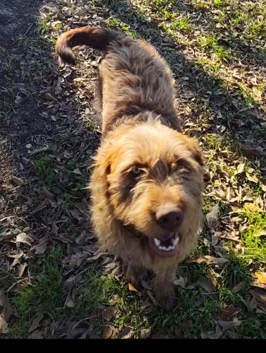 Lost Female Dog last seen Wallisville Rd, Thompson Rd, Wade Rd , Highlands, TX 77562