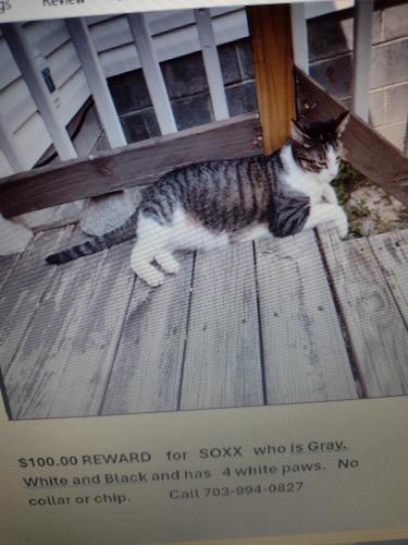 Lost Male Cat last seen Near Cortland Court  Suffolk, VA  Name is SO, Suffolk, VA 23434