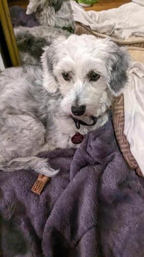Lost Female Dog last seen 33rd and Le Moyne St, Stone Park, IL 60165