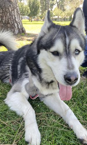 Lost Male Dog last seen Anahurst Rd Southgate , South Gate, CA 90280