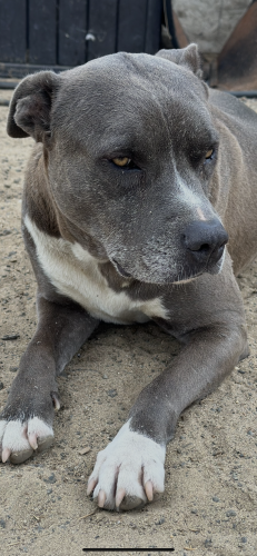 Lost Female Dog last seen Etiwanda, Wineville, Limonite , Jurupa Valley, CA 91752