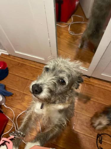 Lost Female Dog last seen 59th St. & Overhill, View Park-Windsor Hills, CA 90043