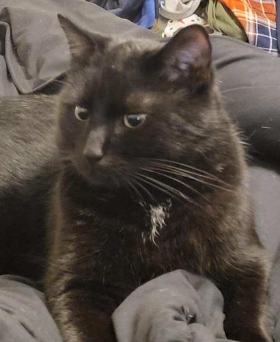 Lost Male Cat last seen McDonald’s on 55th, Rochester, MN 55901