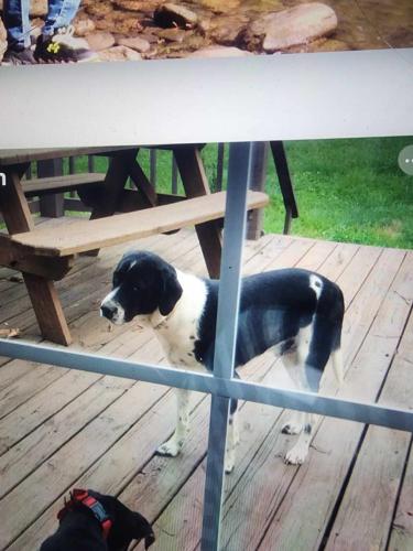 Lost Male Dog last seen Miller rd and greenrd, Rutherfordton, NC 28139