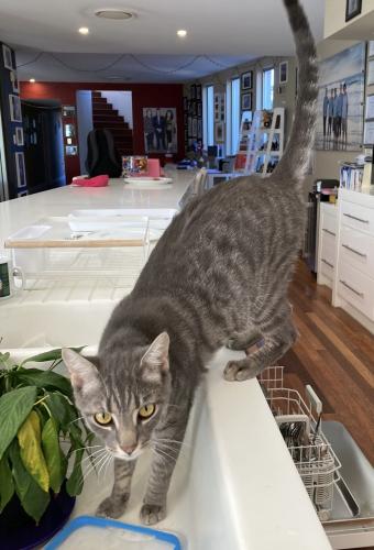 Lost Male Cat last seen Corner Greer Terrace & Winchester St Southport , Southport, QLD 4215
