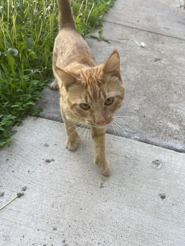 Lost Male Cat last seen Robie street, Saint Paul, MN 55107