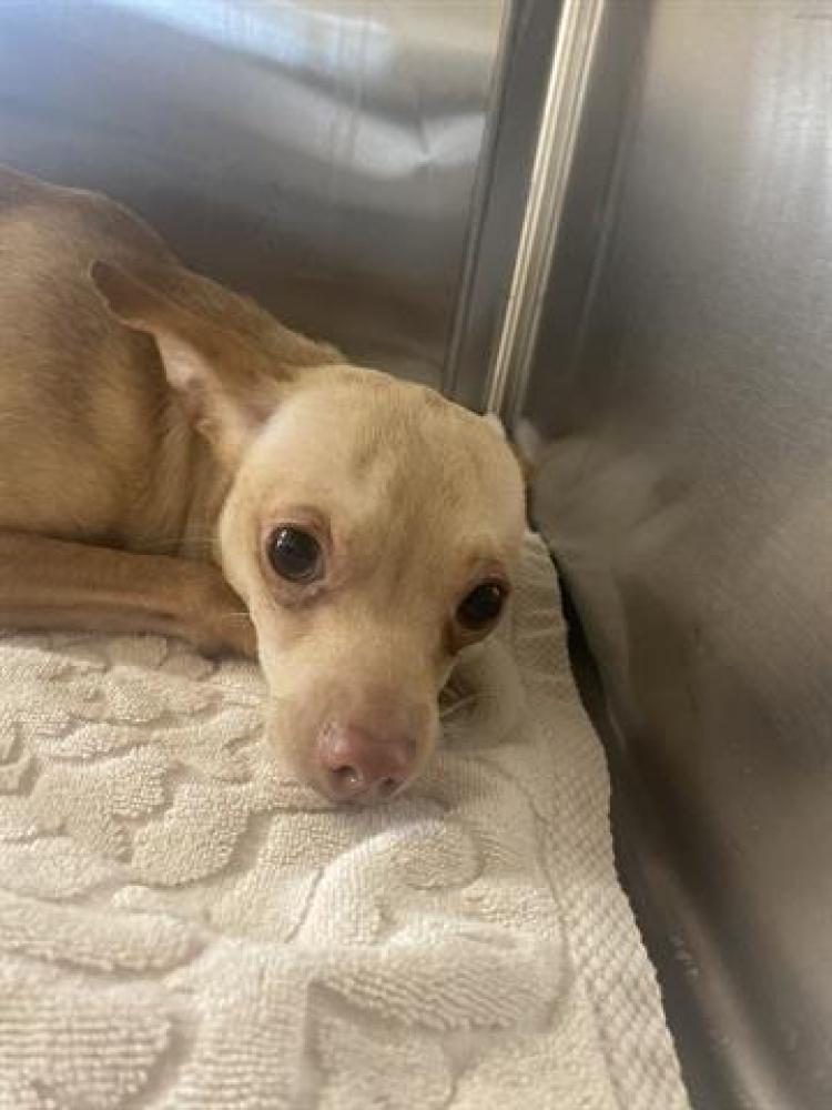 Shelter Stray Male Dog last seen LOMA LN AND E ORANGE AVE, Chula Vista, CA 91911