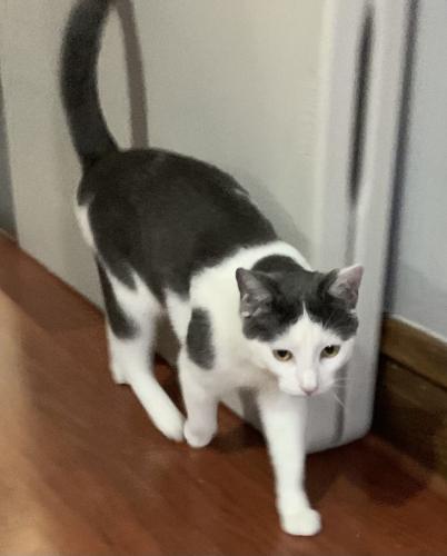 Lost Male Cat last seen Mayfield Ave & Cortland St, Chicago, IL 60639