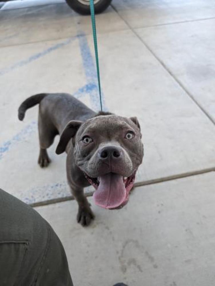 Shelter Stray Female Dog last seen Near BLOCK ROSEWOOD AVE, BAKERSFIELD CA 93306, Bakersfield, CA 93308
