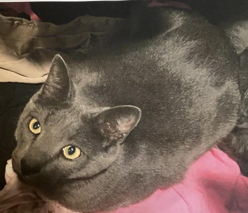 Lost Male Cat last seen Berendos back of Vallemar , Pacifica, CA 94044