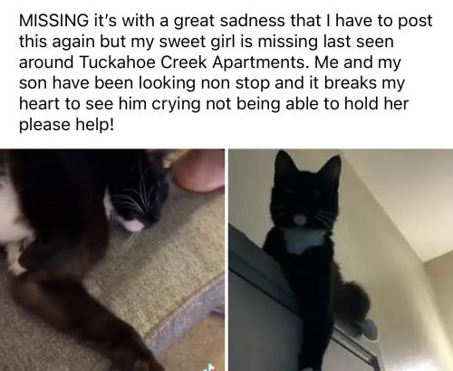 Lost Female Cat last seen Tuckahoe Creek apmts Henrico va 23228, Henrico, VA 23229