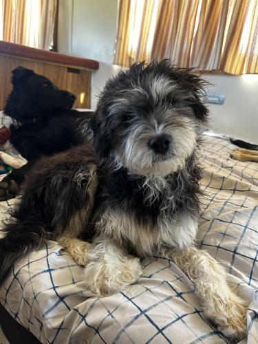 Lost Female Dog last seen S Gila ave , Tucson, AZ 85746