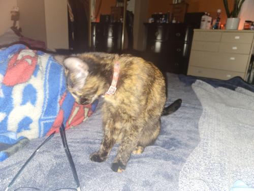 Lost Female Cat last seen Rosewood and Granada , Oceanside, CA 92056