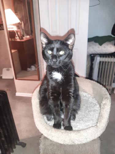 Lost Male Cat last seen East st andrews dr media pa, Media, PA 19063